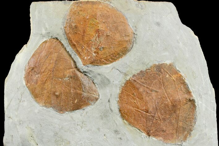Three Fossil Leaves (Zizyphoides) - Montana #165028